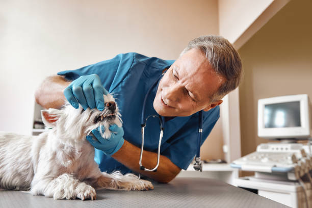 Best After-Hours Emergency Dentist in Paintsville, KY